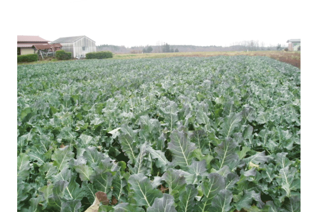 (有)下館農産のいきいき野菜